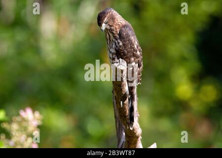 Ein unreifer Cooper's Hawk (Accipiter cooperii) thront in einem Garten, der Beute in der Nähe von Nanaimo, Vancouver Island, BC, Kanada beobachtet Stockfoto