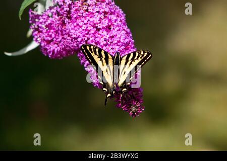 Der westliche Tiger Swallowtail (Papilio rutulus) Schmetterling bestäubt in einem Garten in Nanaimo, Vancouver Island, BC, Kanada eine Buddleja-Blume Stockfoto