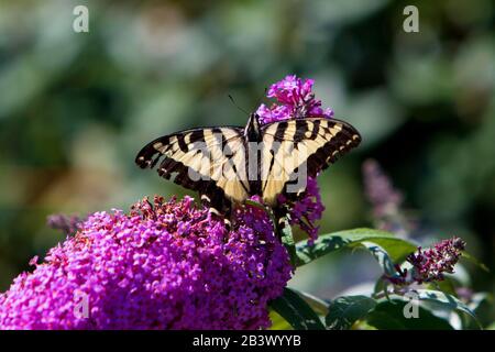 Der westliche Tiger Swallowtail (Papilio rutulus) Schmetterling bestäubt in einem Garten in Nanaimo, Vancouver Island, BC, Kanada eine Buddleja-Blume Stockfoto