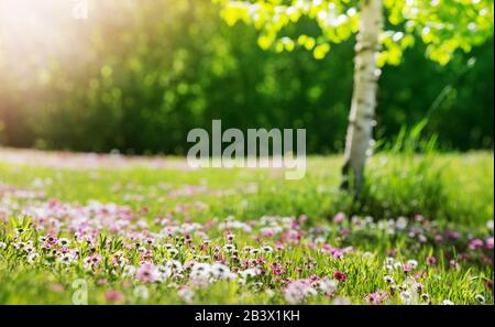 Wiese mit vielen weißen und rosafarbenen Frühlings-Gänseblümchen am sonnigen Tag Stockfoto