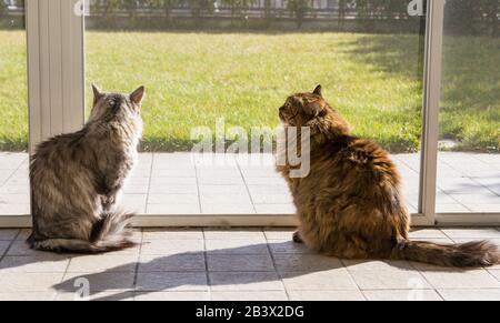 Langhaarige sibirische Katzen brüten in einem Garten Stockfoto