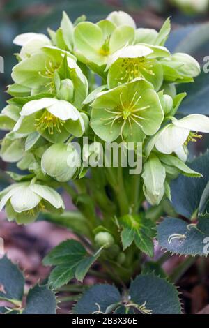 Helleborus × sternii Stockfoto