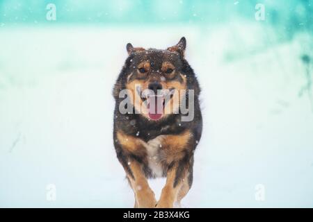Hund läuft im Winter auf dem Feld im Schnee Stockfoto