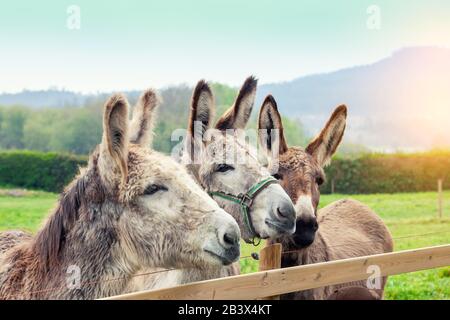 Familie von Eseln im Frühjahr im Freien. Drei Esel auf der Wiese Stockfoto