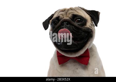 Nahaufnahme eines bezaubernden Pugs mit roter Krawatte und Pansen, während Sie auf weißem Studiohintergrund sitzen Stockfoto
