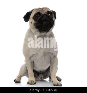 Süßer Pug, der mit seinem Mund auf weißem Studiohintergrund geschlossen sitzt Stockfoto