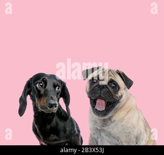 Team aus Teckel Dachshund und Pug auf pinkfarbenem Hintergrund Stockfoto