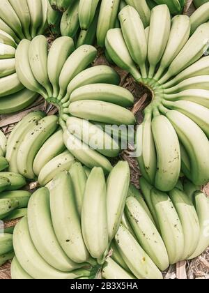 Auf der Plantage nahmen viele grüne frische Bananen auf dem Boden auf. Bild auf Handy gemacht Stockfoto