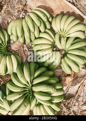 Auf der Plantage nahmen viele grüne frische Bananen auf dem Boden auf. Bild auf Handy gemacht Stockfoto