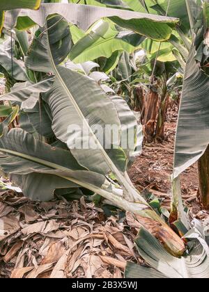 Bananenbrunns in Scheiben auf der Plantage, die die Bananenernte aufnehmen. Bild auf Handy gemacht Stockfoto