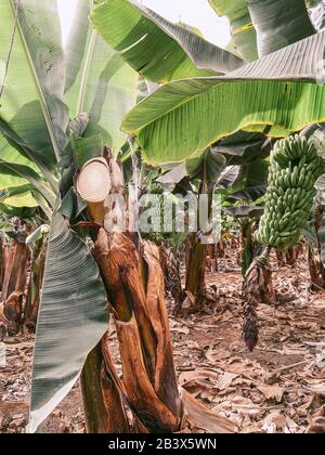 Bananenbrunns in Scheiben auf der Plantage, die die Bananenernte aufnehmen. Bild auf Handy gemacht Stockfoto