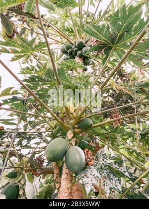 Viele grüne Papayas, die auf dem Baum wachsen, Blick von unten. Bild auf Handy gemacht Stockfoto