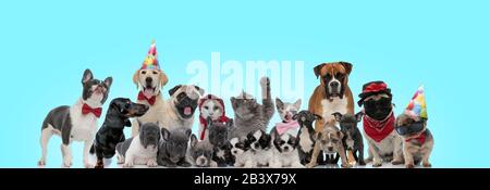 Gruppe glücklicher Hunde und Katzen, die zusammen auf blauem Hintergrund stehen Stockfoto