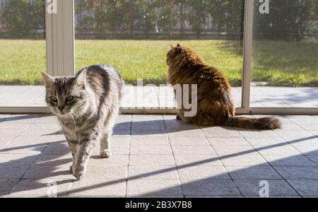 Langhaarige sibirische Katzen brüten in einem Garten Stockfoto