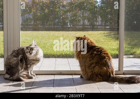 Langhaarige sibirische Katzen brüten in einem Garten Stockfoto