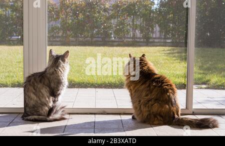 Langhaarige sibirische Katzen brüten in einem Garten Stockfoto