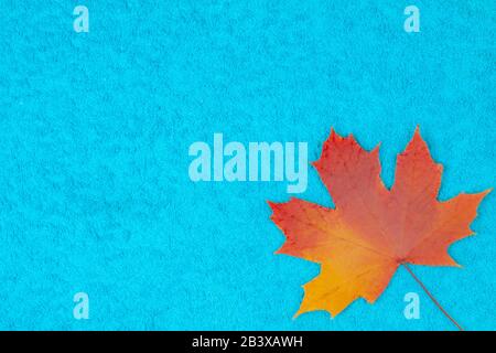 Ahorn-Blatt in Herbstfärbung liegt auf einem farbigen Hintergrund. Stockfoto