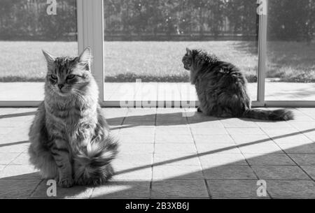 Langhaarige sibirische Katzen brüten in einem Garten Stockfoto