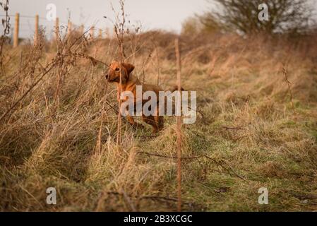 Fox Red Labrador Gewehr Hund Welpe Stockfoto