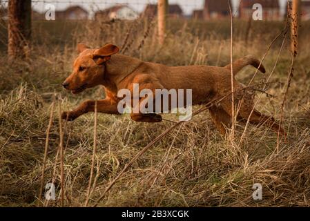 Fox Red Labrador Gewehr Hund Welpe Stockfoto