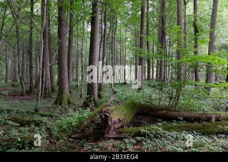 Alder Baum-Laub steht im Sommer mit totem Aschebaum im Vordergrund, Bialowieza-Wald, Polen, Europa Stockfoto