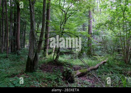 Alder Baum-Laub steht im Sommer mit totem Aschebaum im Vordergrund, Bialowieza-Wald, Polen, Europa Stockfoto