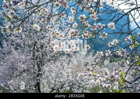 Äste von blühenden Mandelbäumen mit weißen Blumen über blauen Bergen im Frühling auf Zypern, selektiver Fokus Stockfoto