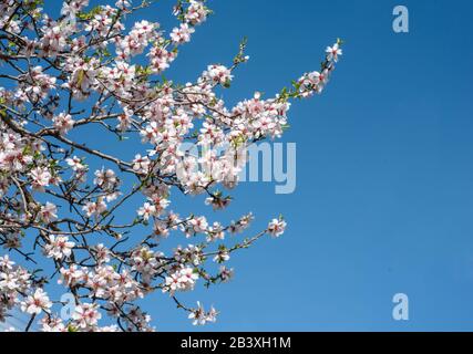 Mandelbaum blüht im Frühling gegen klaren blauen Himmel Stockfoto