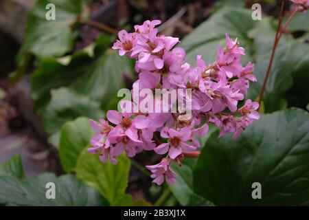 Cordifolia Bergenie Stockfoto