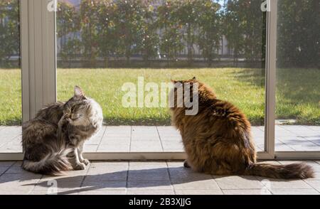 Langhaarige sibirische Katzen brüten in einem Garten Stockfoto