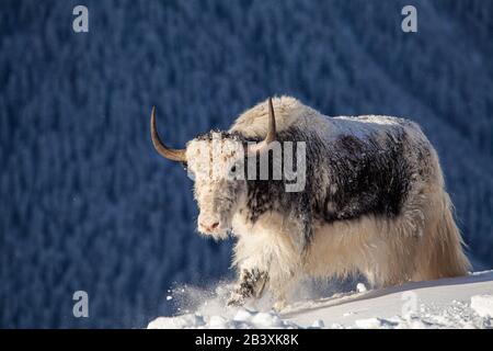 Wildes Yak in den Bergen Nepals Stockfoto