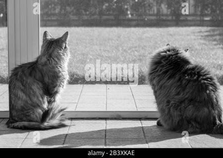 Langhaarige sibirische Katzen brüten in einem Garten Stockfoto