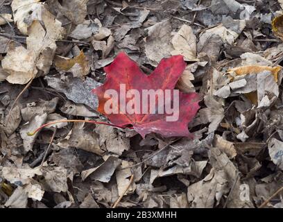 Abgefallene Herbstblätter, ein rotes Blatt unter den braunen. Stockfoto