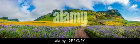 Panoramablick auf das Wiesenfeld mit gelben Blumen und violettem Lupin in der Nähe der Stadt Vik in Südisland Stockfoto