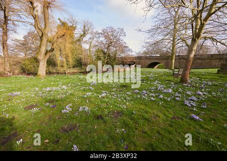 Frühling blühender Crocus (Crocus vernus) auf einem Dorf grün, North Yorkshire England, Großbritannien, GB. Stockfoto