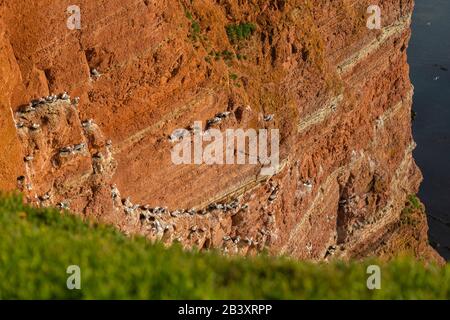 Nordseeinsel Helgoland, Provinz Schleswig-Holstein, Kreis Pinneberg, Norddeutschland, Europa Stockfoto