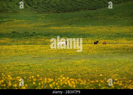 Wildpferdeherde füttern in gelber Wiesenfeldlandschaft, Sommer, landschaftlich schöner Blick Stockfoto