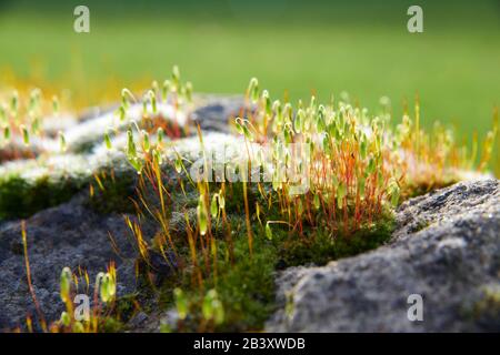 Pincushion-Moos (Leucobryum glaukum) wachsen und blühen an einer alten Steinwand, North Yorkshire England, Großbritannien, GB. Stockfoto