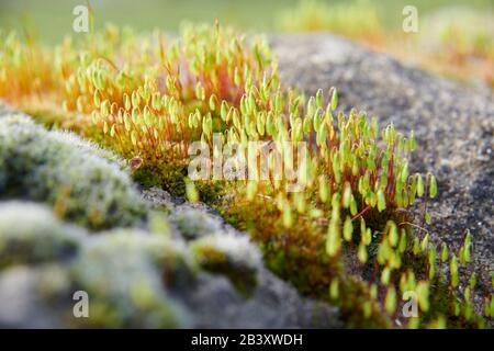 Pincushion-Moos (Leucobryum glaukum) wachsen und blühen an einer alten Steinwand, North Yorkshire England, Großbritannien, GB. Stockfoto