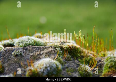 Pincushion-Moos (Leucobryum glaukum) wachsen und blühen an einer alten Steinwand, North Yorkshire England, Großbritannien, GB. Stockfoto