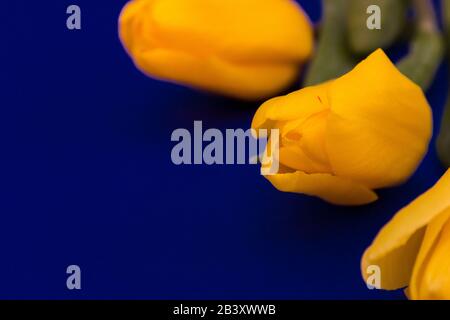 Gelbe Tulpen blühen auf blauem Hintergrund selektive Fokussierung von oben. Stockfoto