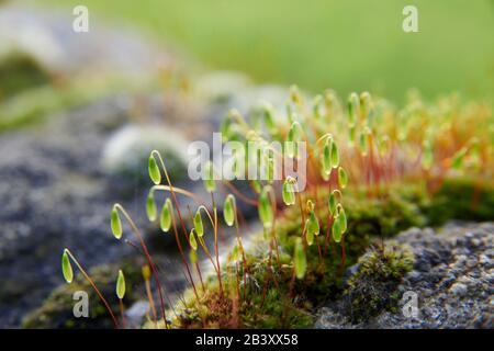 Pincushion-Moos (Leucobryum glaukum) wachsen und blühen an einer alten Steinwand, North Yorkshire England, Großbritannien, GB. Stockfoto