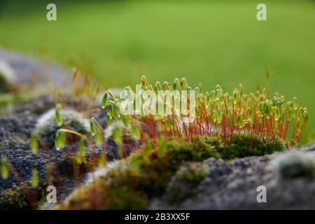 Pincushion-Moos (Leucobryum glaukum) wachsen und blühen an einer alten Steinwand, North Yorkshire England, Großbritannien, GB. Stockfoto