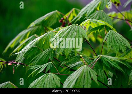 Acer japonicum aki-Hi, neues Wachstum, Frühlingswachstum, grünes Laub, Blätter, japanischer Ahorn, Aker, Baum, Bäume, RM-Blumenmuster Stockfoto