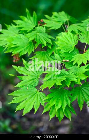 Acer japonicum aki-Hi, neues Wachstum, Frühlingswachstum, grünes Laub, Blätter, japanischer Ahorn, Aker, Baum, Bäume, RM-Blumenmuster Stockfoto