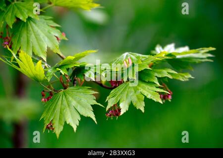 Acer japonicum aki-Hi, neues Wachstum, Frühlingswachstum, grünes Laub, Blätter, japanischer Ahorn, Aker, Baum, Bäume, RM-Blumenmuster Stockfoto