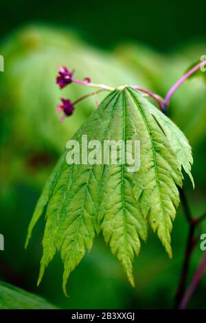 Acer japonicum aki-Hi, neues Wachstum, Frühlingswachstum, grünes Laub, Blätter, japanischer Ahorn, Aker, Baum, Bäume, RM-Blumenmuster Stockfoto