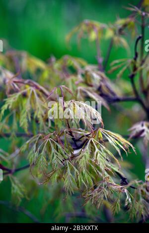 Acer palmatum var dictum Baldsmith, zerlegte Blätter, Lacy folaige, Lacy Leaves, japanischer Ahorn, Aker, Baum, Bäume, RM Floral Stockfoto