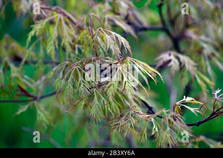 Acer palmatum var dictum Baldsmith, zerlegte Blätter, Lacy folaige, Lacy Leaves, japanischer Ahorn, Aker, Baum, Bäume, RM Floral Stockfoto