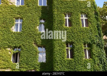 Fassadenbegruenung, Schöneberg, Berlin, Deutschland / Schöneberg, Fassadenbegrünung Stockfoto